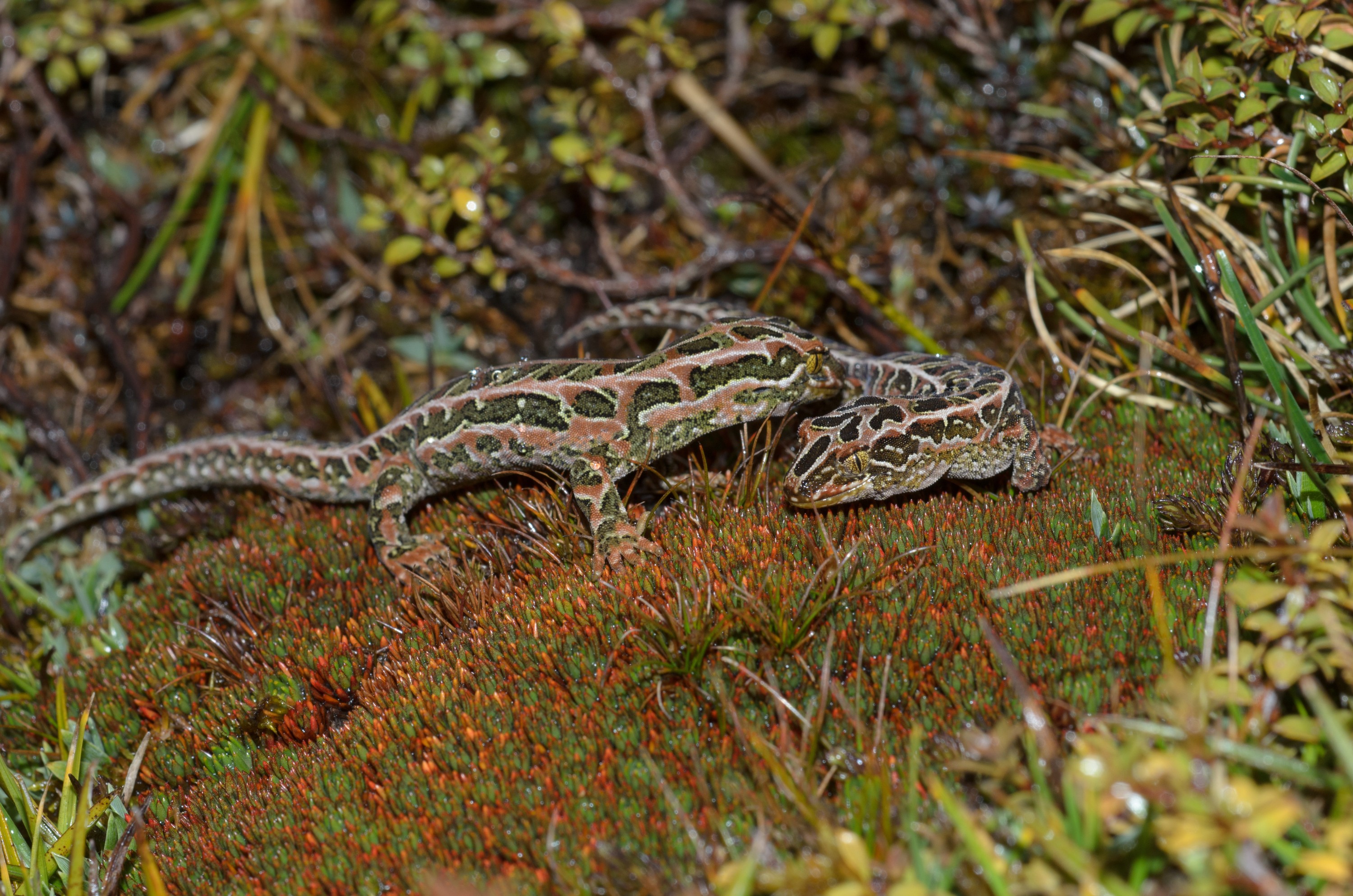 DSC_3016 – Adventure, Crispin, Hoplodactylus, Island, March 2017, National Park, New, New Zealand, Rakiura, South, Stewart, Tukutuku rakiurae, Zealand, amazing, gecko, harlequin gecko, rare, stunning